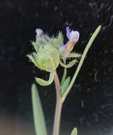 Image of Linaria micrantha (Cav.) Hoffmgg. & Link