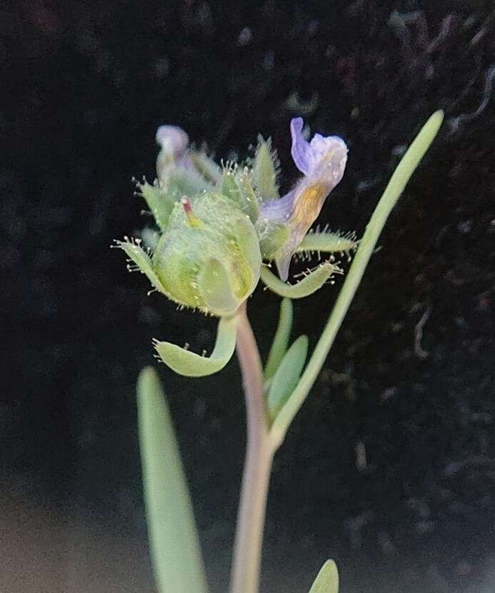 Image of Linaria micrantha (Cav.) Hoffmgg. & Link