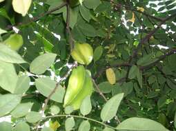 Image of carambola