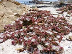 Image of common iceplant