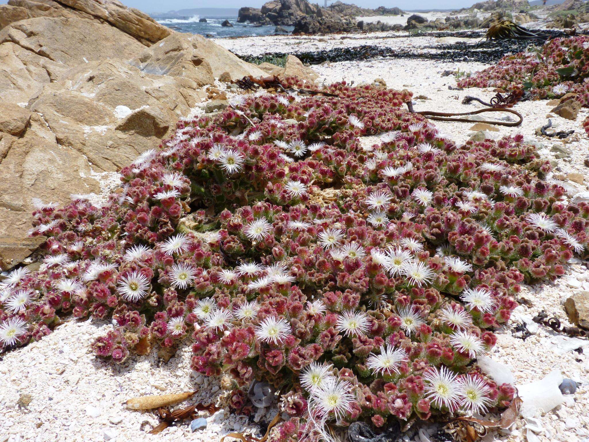 Image of common iceplant