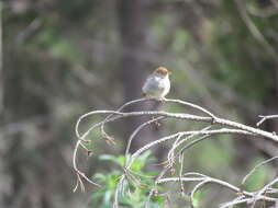 Imagem de Cisticola fulvicapilla (Vieillot 1817)