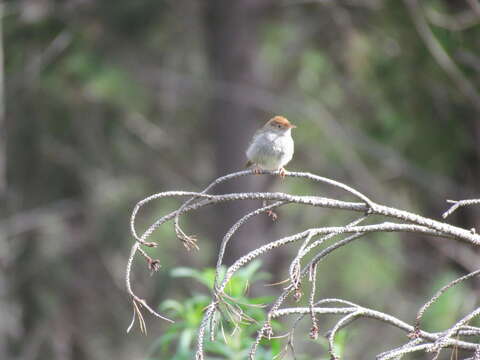 Imagem de Cisticola fulvicapilla (Vieillot 1817)