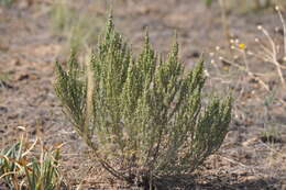 Imagem de Artemisia pauciflora