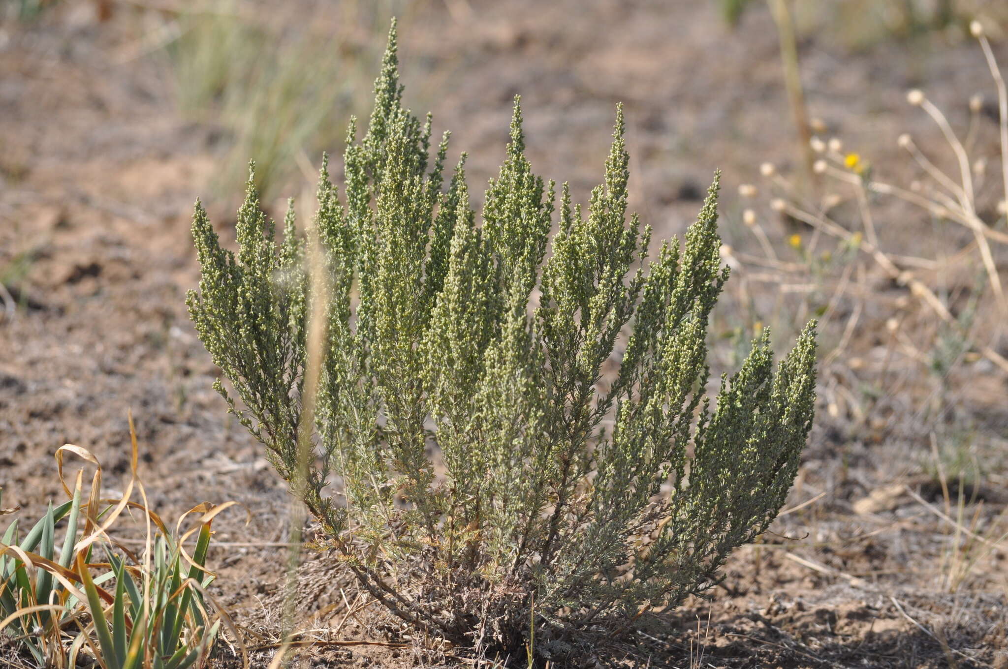 Image of Artemisia pauciflora