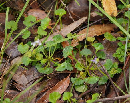 Image of Ivy-leaved Violet