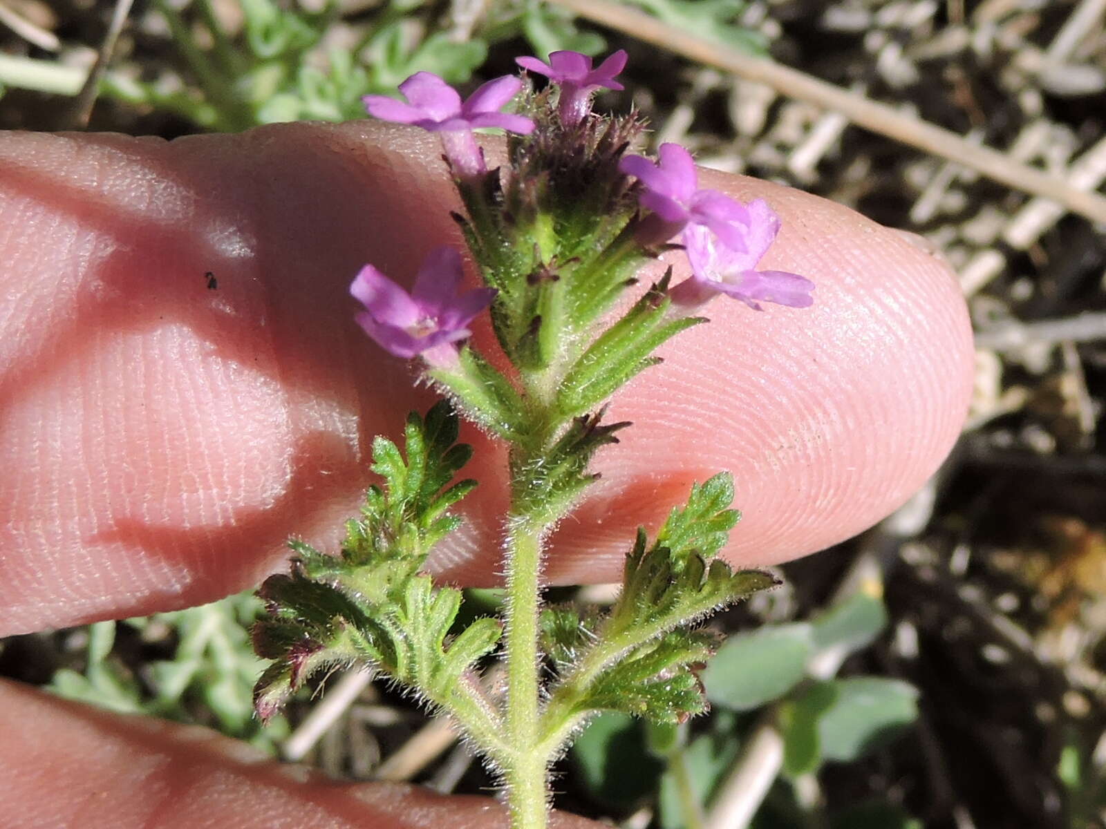 Imagem de Glandularia pumila (Rydb.) Umber