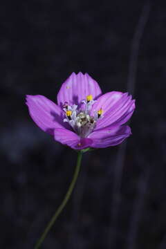 Image of Cosmos ochroleucoflorus Melchert