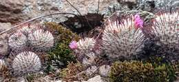 Image de Mammillaria bombycina subsp. perezdelarosae (Bravo & Scheinvar) D. R. Hunt