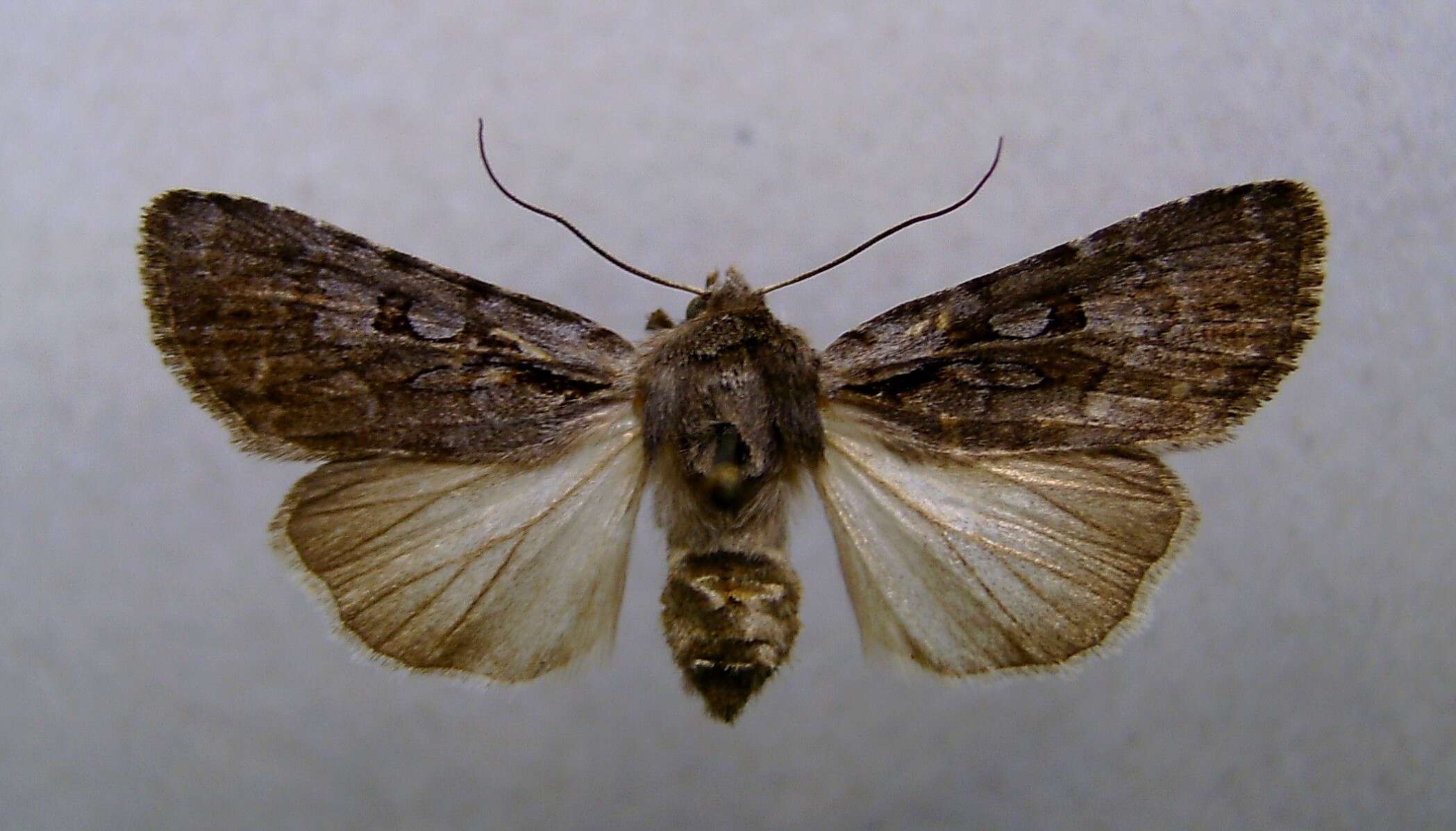 Image of Lycophotia molothina Esper 1789