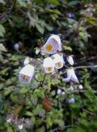 Image of Jovellana violacea (Cav.) G. Don