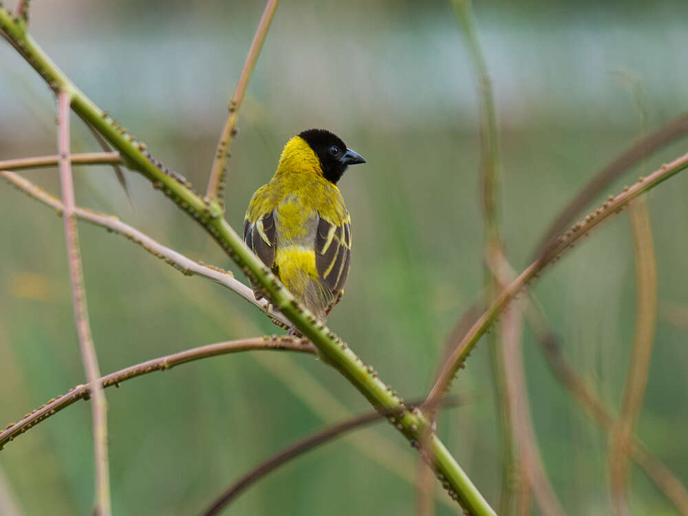 Image of Black-headed Weaver