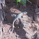 Plancia ëd Tropidurus catalanensis Gudynas & Skuk 1983