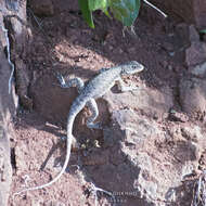 Image of Tropidurus catalanensis Gudynas & Skuk 1983