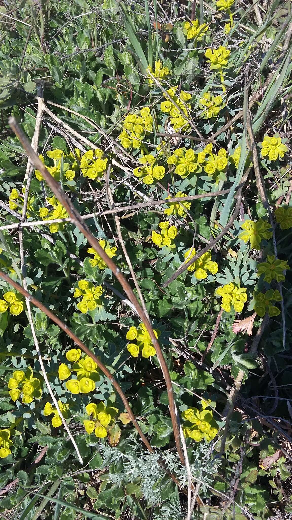 Image of Euphorbia glareosa Pall. ex M. Bieb.