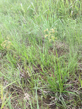 Image of rufous bulrush