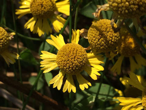 Plancia ëd Helenium autumnale var. autumnale