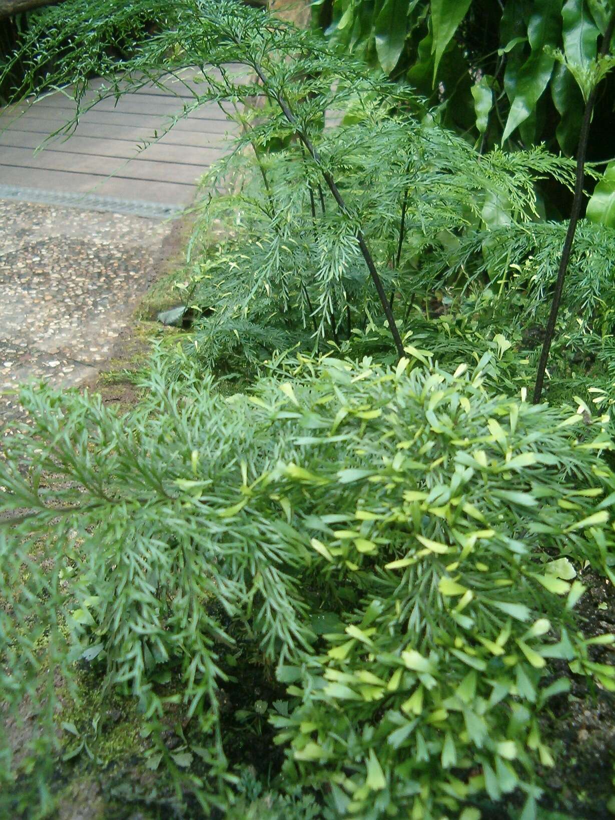 Image of Asplenium daucifolium Lam.