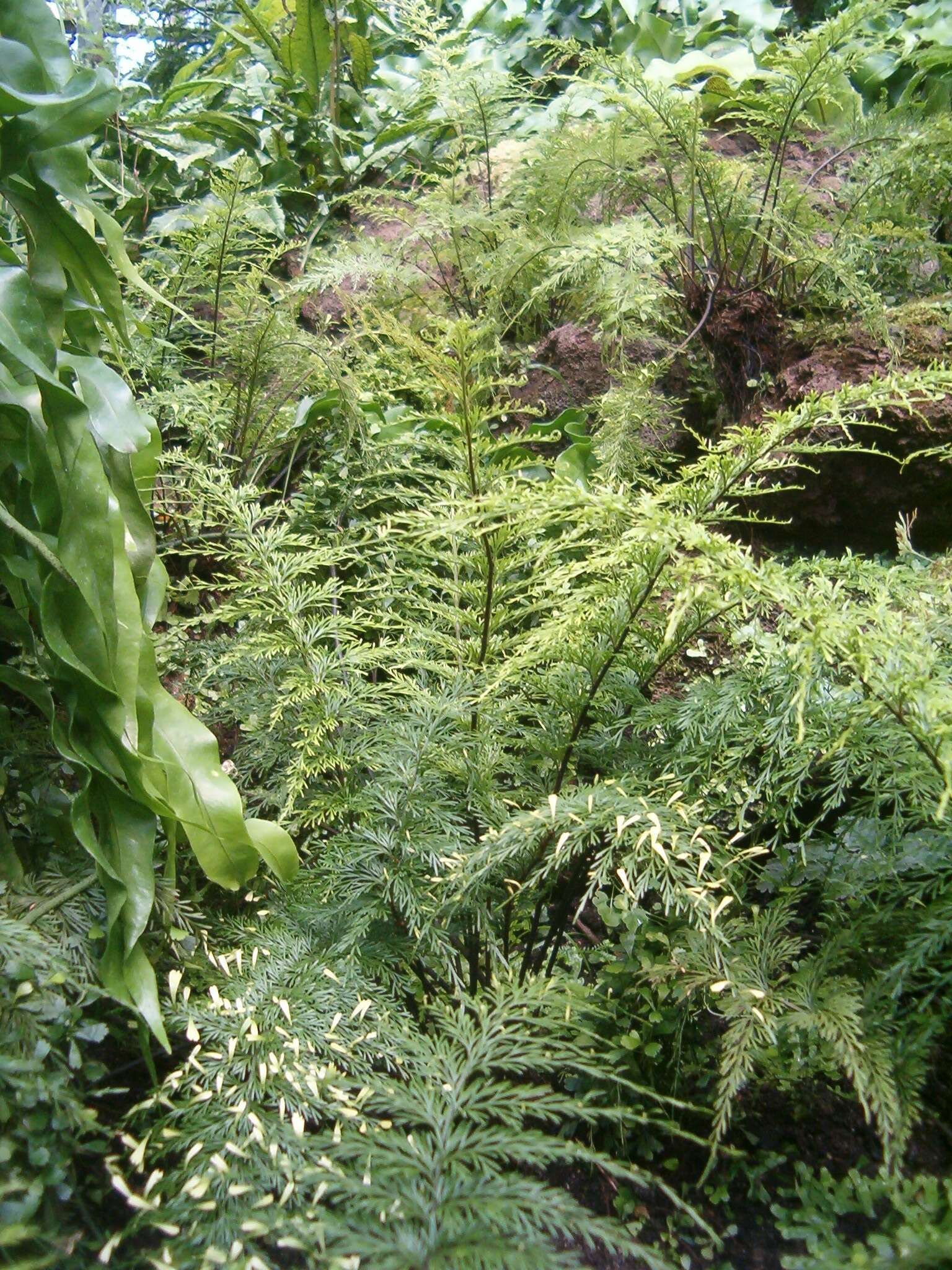 Image of Asplenium daucifolium Lam.