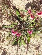 Image of Diascia longicornis (Thunb.) Druce