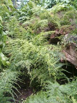 Image of Asplenium daucifolium Lam.