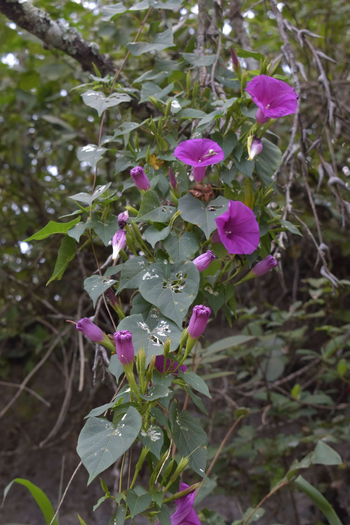 Image de Ipomoea bernoulliana Peter