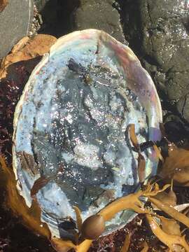 Image of blackfoot paua