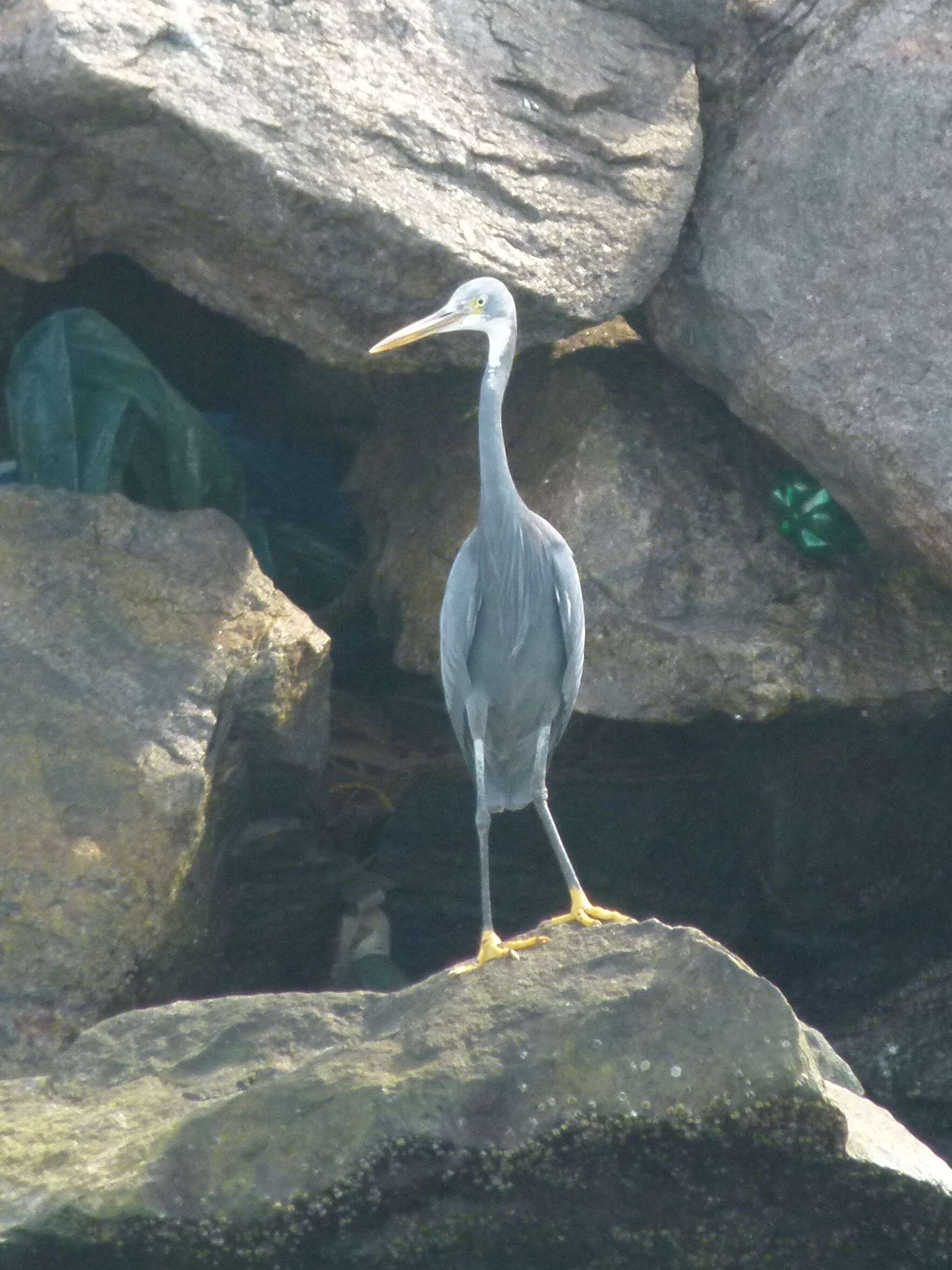 Image of Western Reef Heron