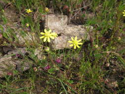 Image of baker's stickyseed