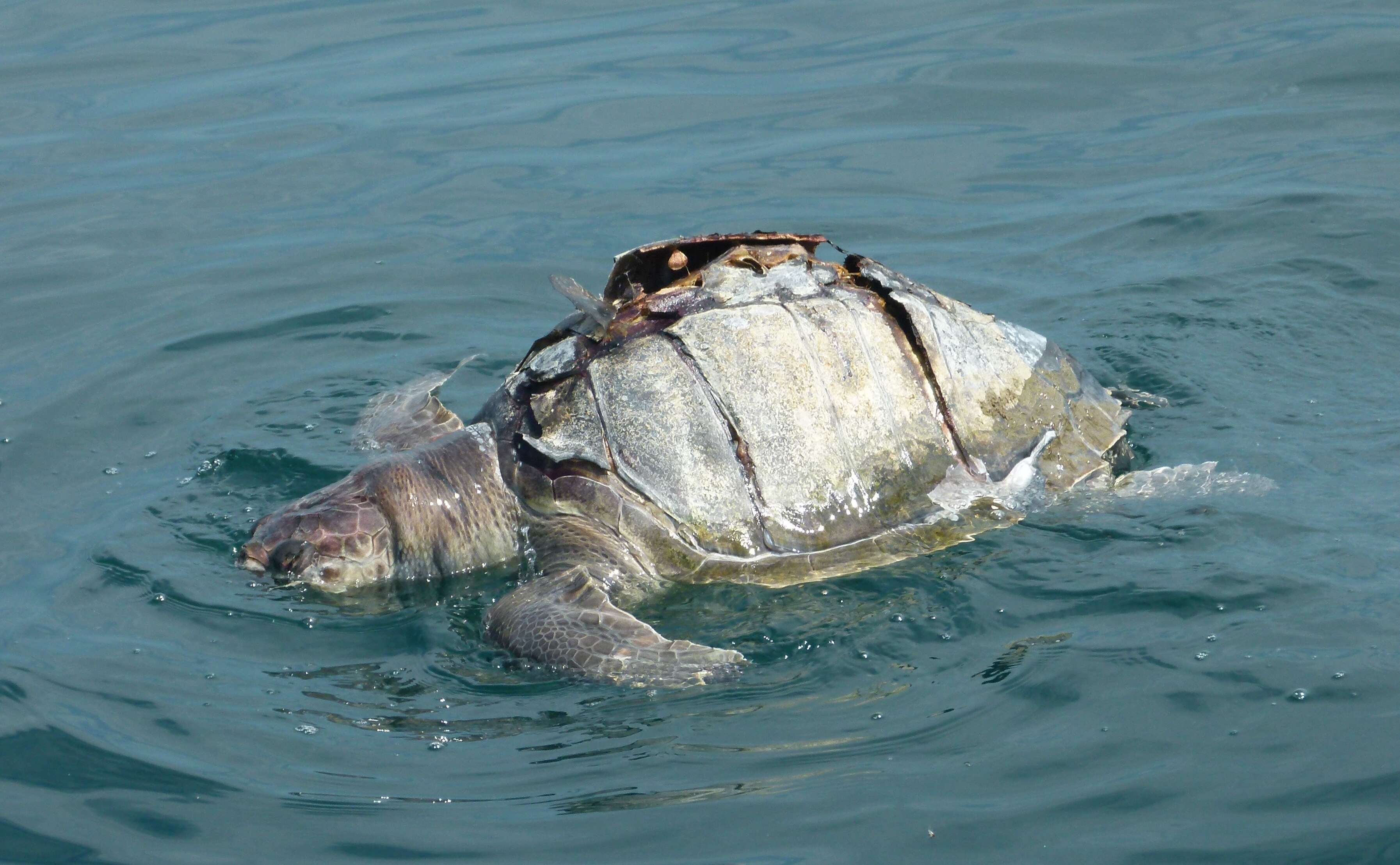 Image of Ridley sea turtles