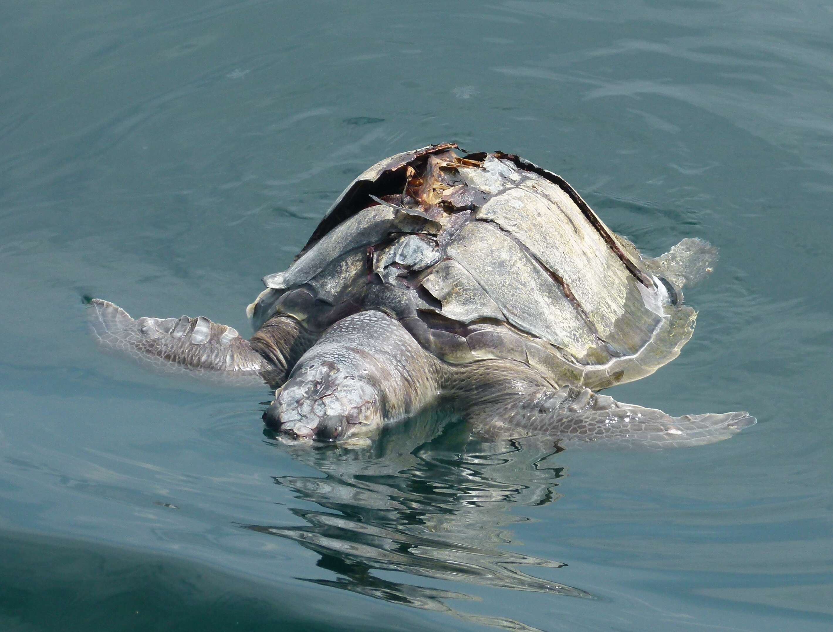 Image of Ridley sea turtles