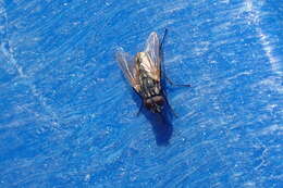 Image of house fly