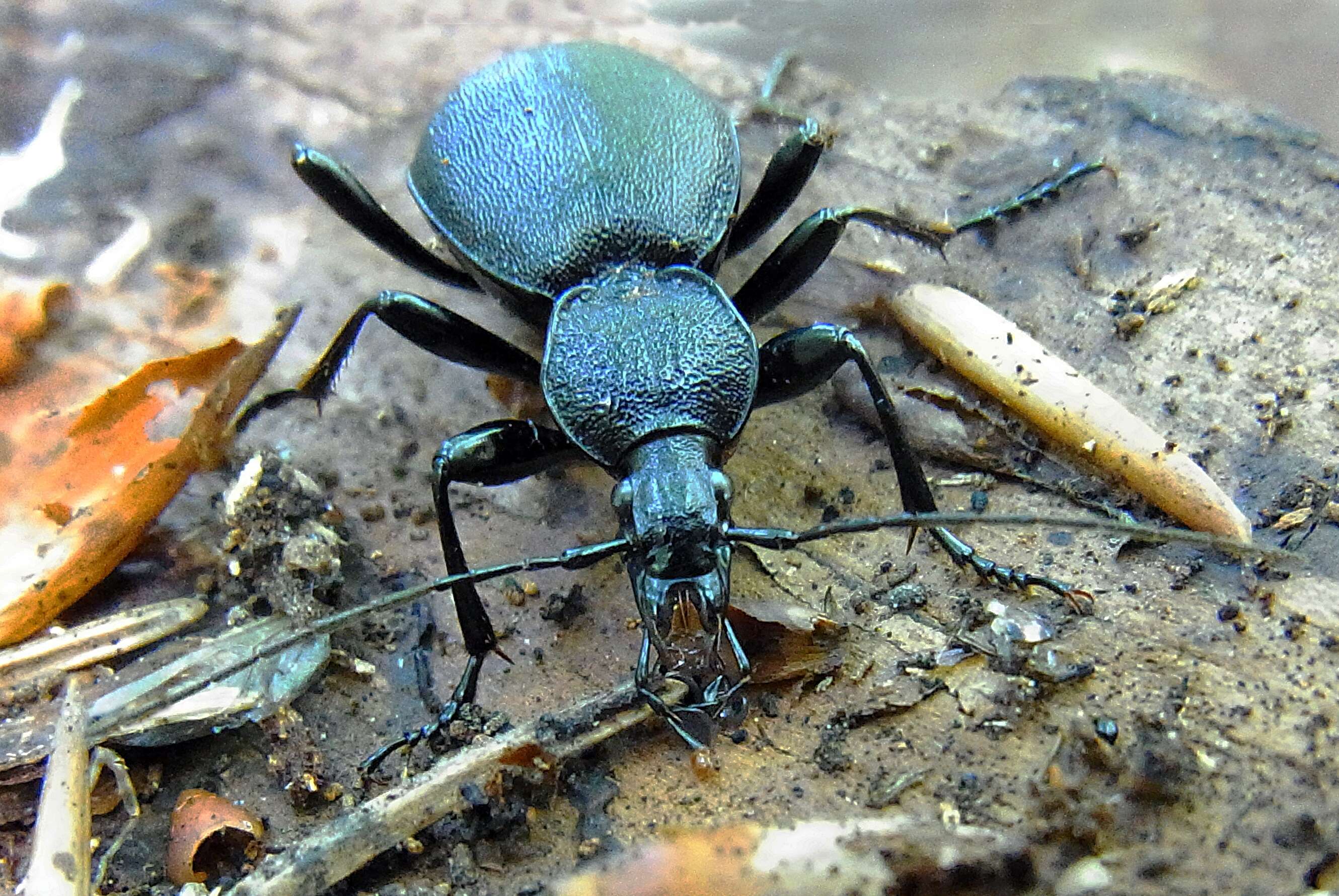 Image of Cychrus caraboides (Linnaeus 1758)