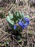 Mertensia longiflora Greene resmi