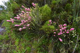 Image of Erica georgica Guthrie & Bolus