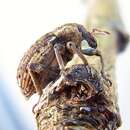 Image of Clover Leaf Weevil