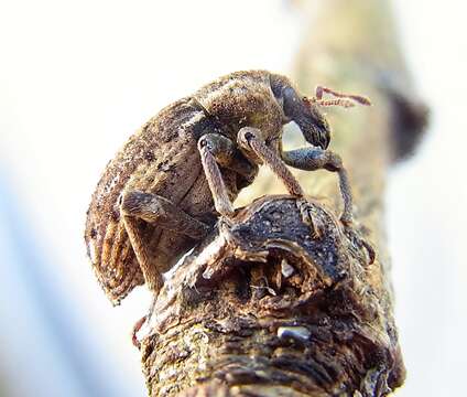 Image of Clover Leaf Weevil