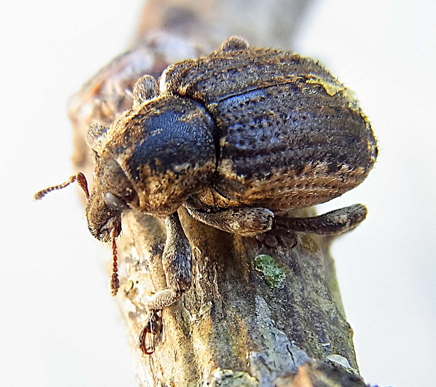 Image of Clover Leaf Weevil
