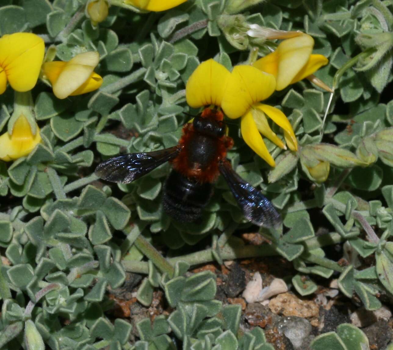 Image of Megachile sicula (Rossi 1792)