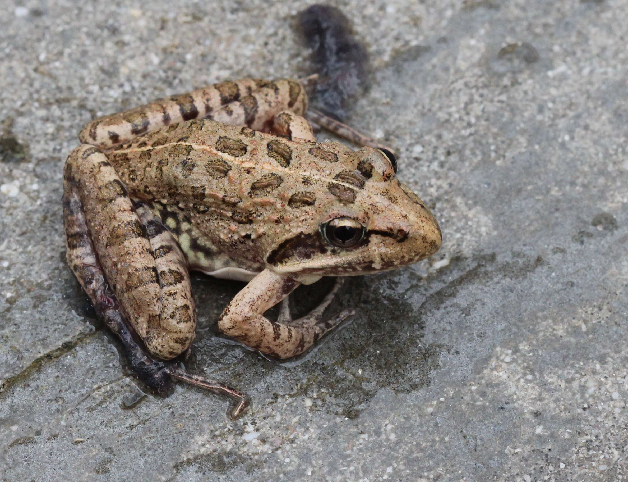 Image of Gray's Stream Frog