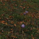 Crocus ligusticus Mariotti resmi