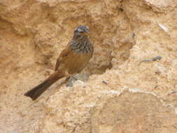 Imagem de Emberiza sahari Levaillant & J 1850