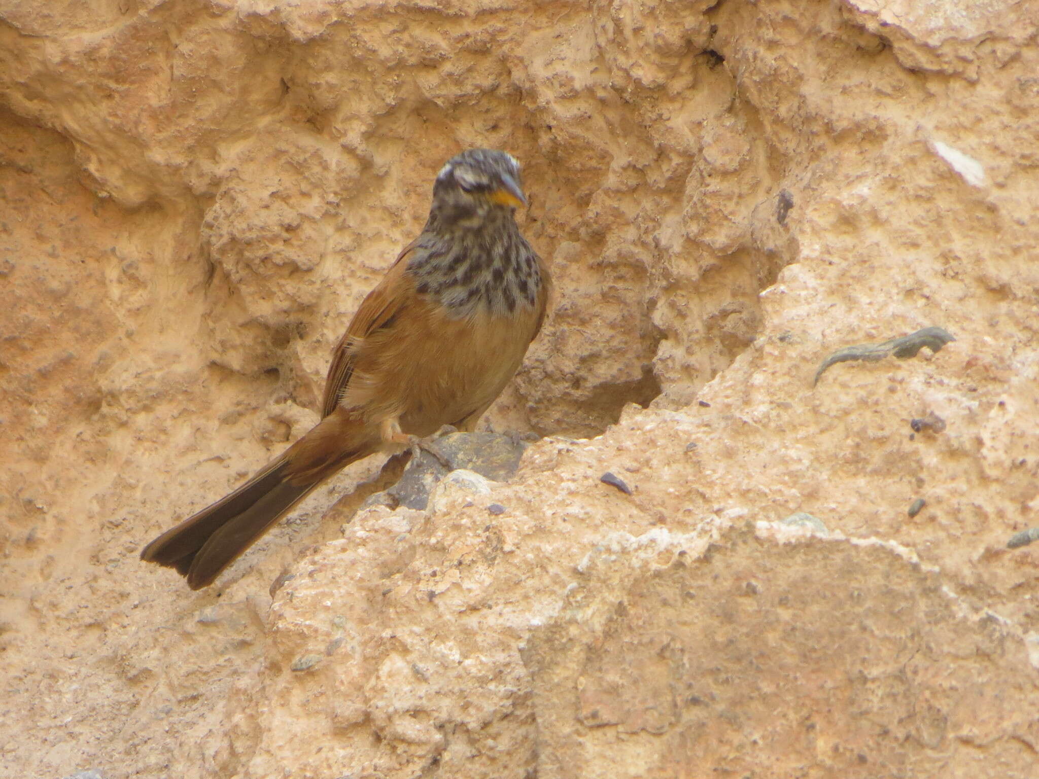 Imagem de Emberiza sahari Levaillant & J 1850