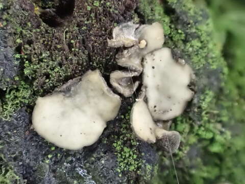 Слика од Mollisia melaleuca (Fr.) Sacc. 1889