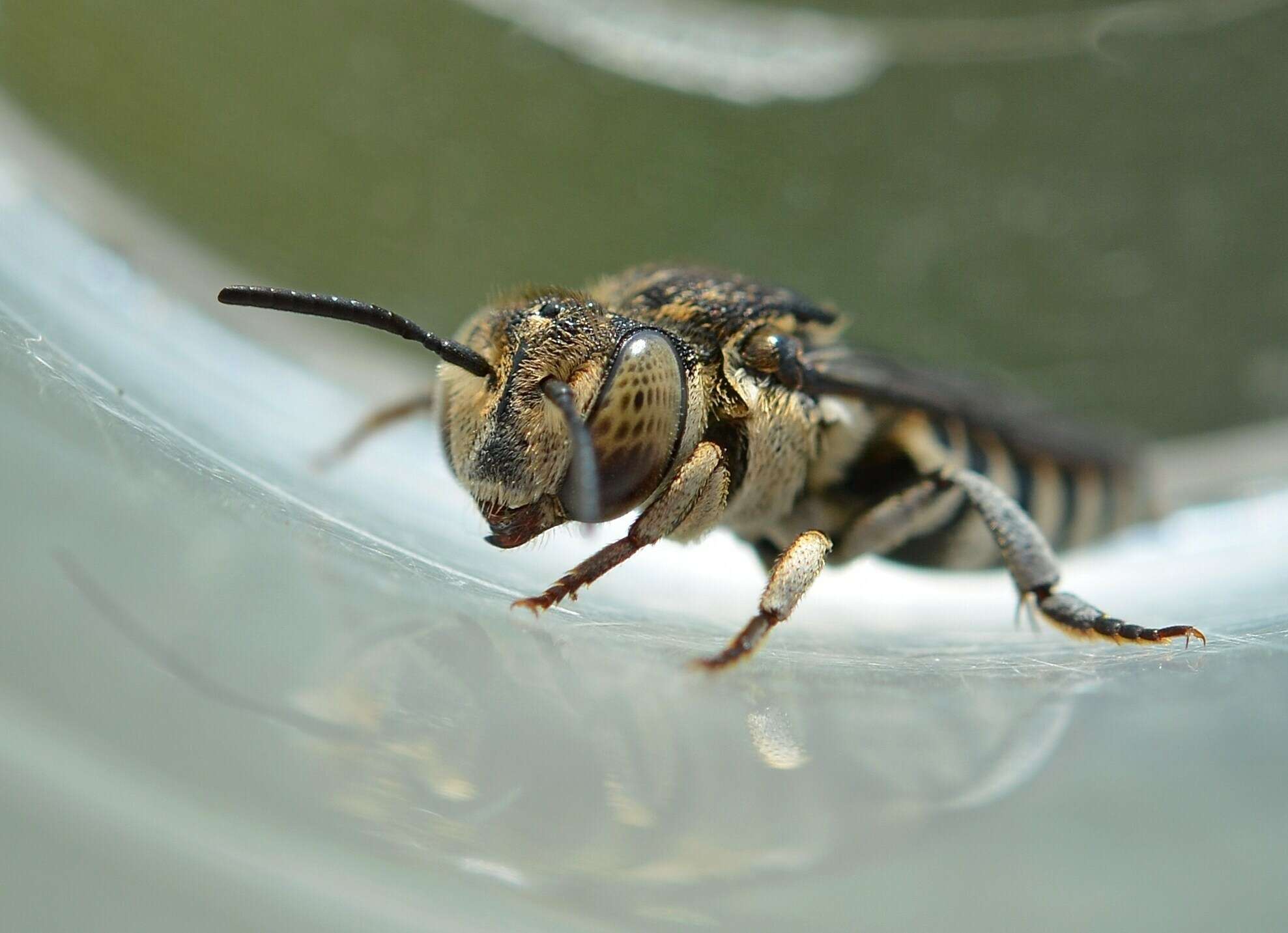 Image of Coelioxys afra Lepeletier 1841