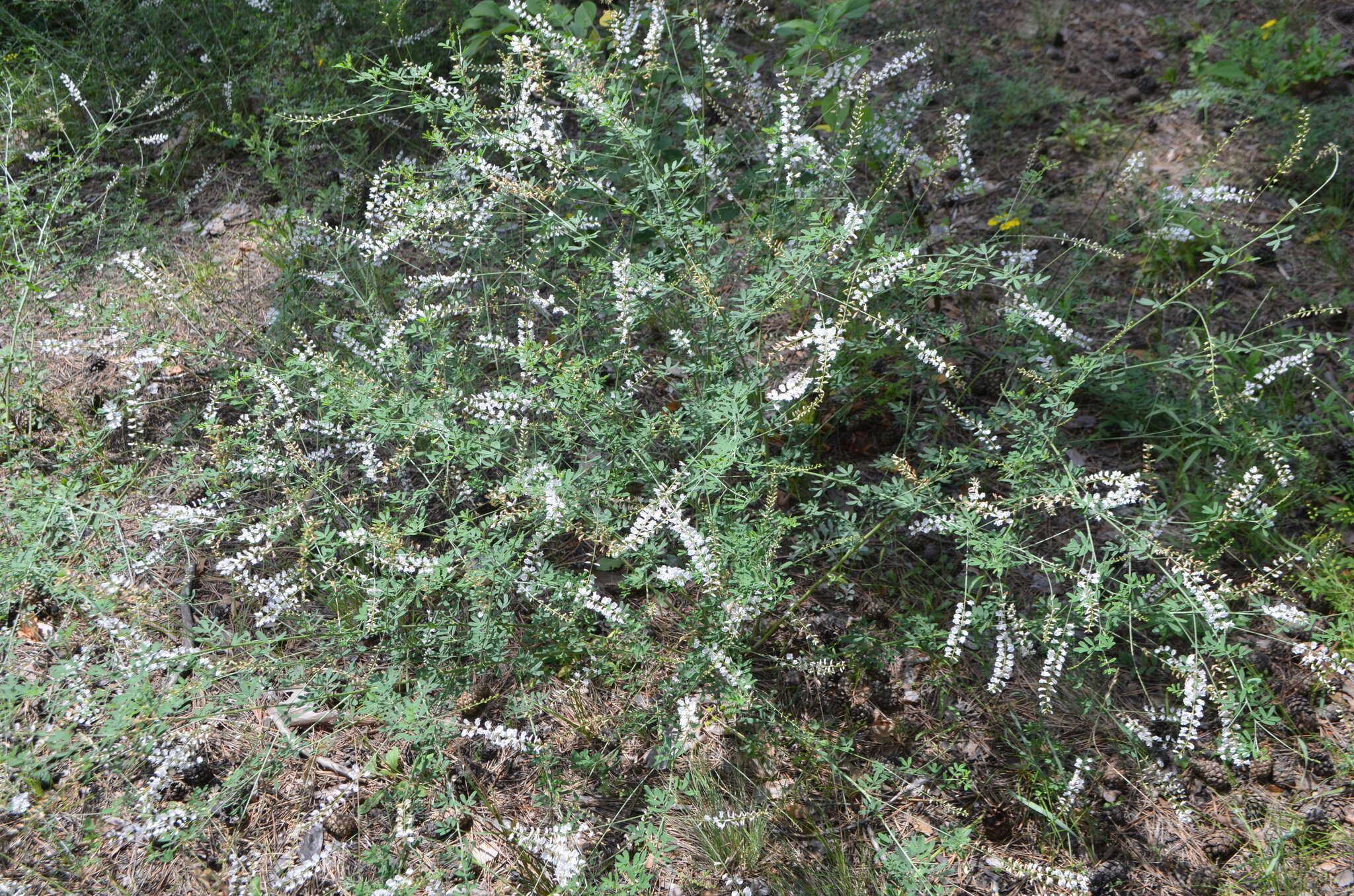 Image of Astragalus melilotoides Pall.