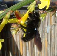 Image of winter jasmine