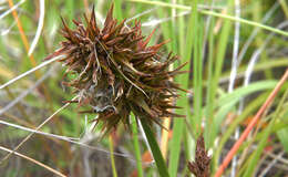 Image of largehead sedge