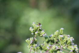 Anthodioctes megachiloides Holmberg 1903的圖片