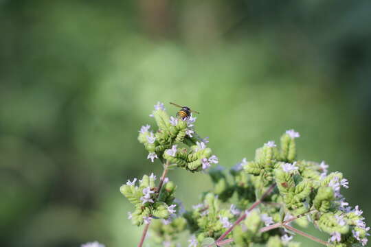 Anthodioctes megachiloides Holmberg 1903的圖片